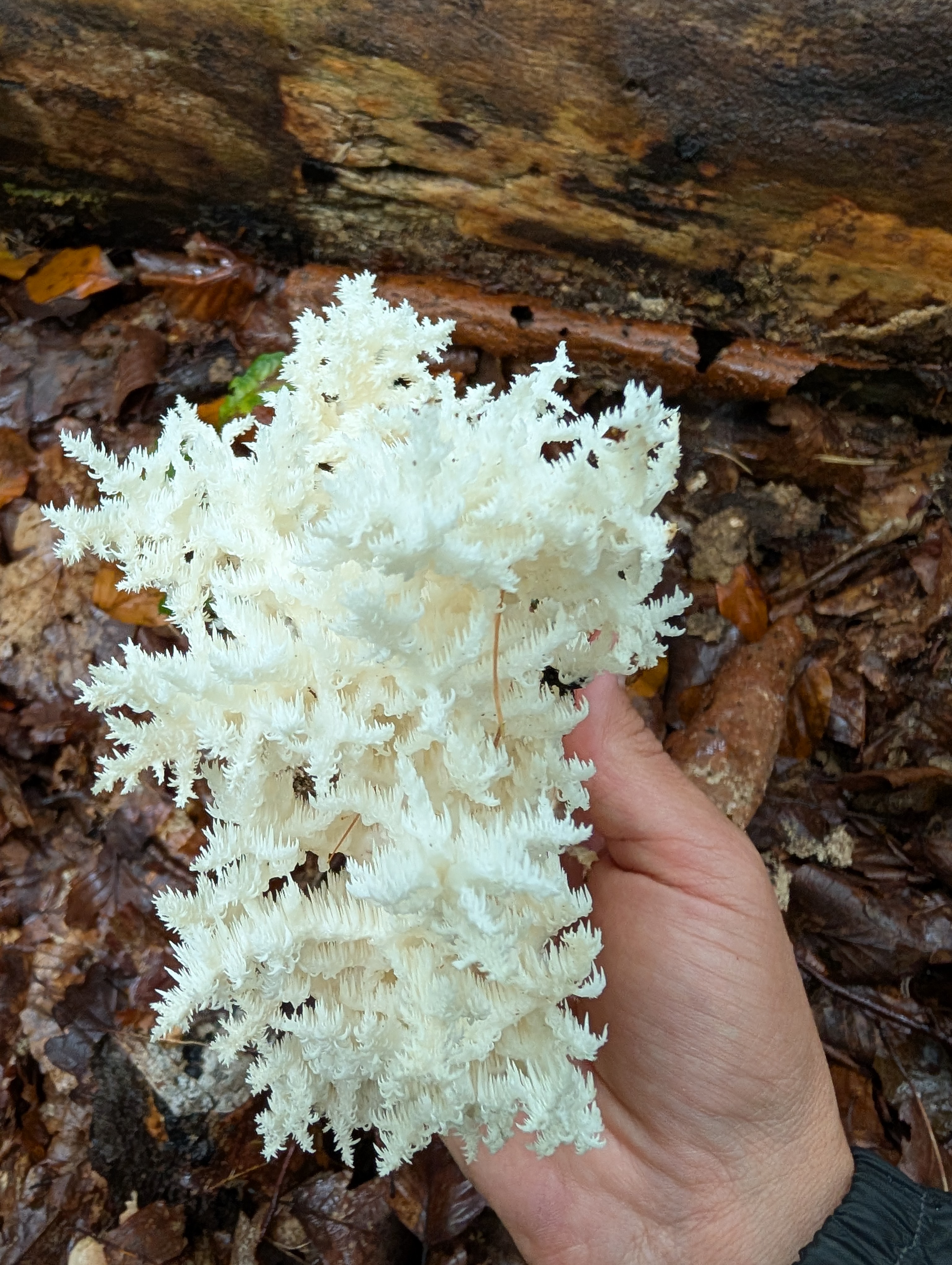 Soplówka bukowa (Hericium coralloides) — owocnik z własnej uprawy